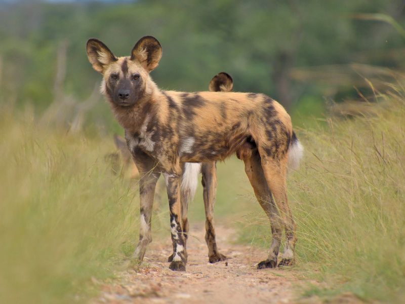 African wild dog with black brown fur is standing in the middle of a dirt road.