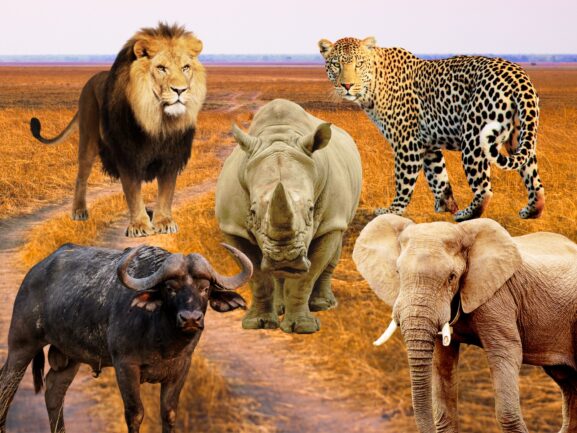 Photos shows all big five animals, a lion, a rhinoceros, a buffalo, an elephant, and a leopard on a dry savanna