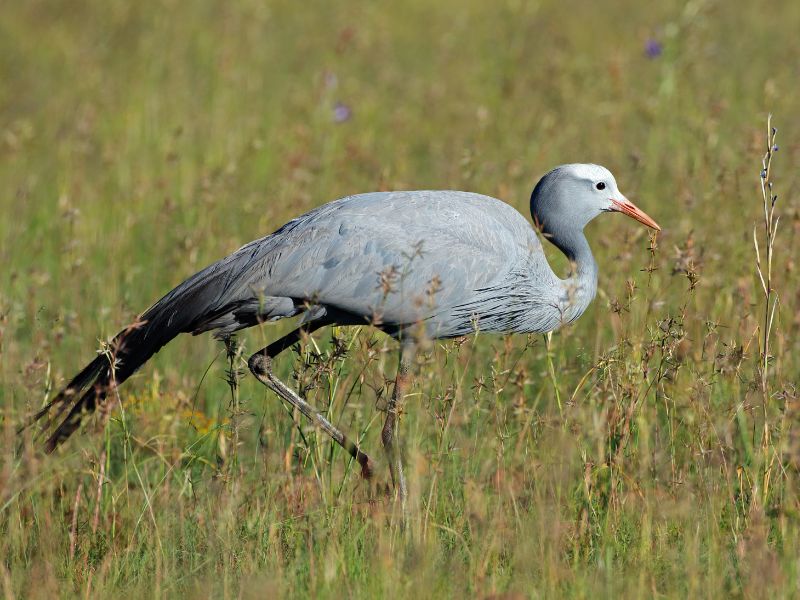 A grey-blue bird is in tall grass.