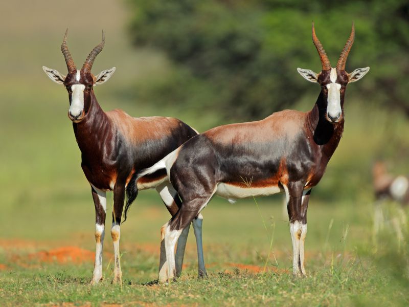 Two bontebok antelopes standing in a grass pasture.