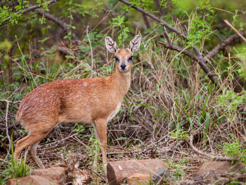 A brysbok is standing in front of a bush