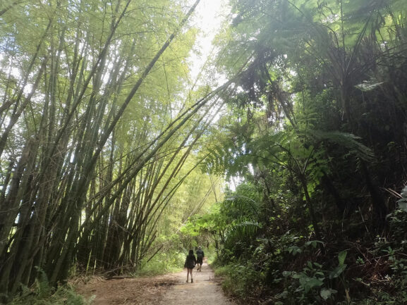Two people are walking on a path in a green lush rainforest.