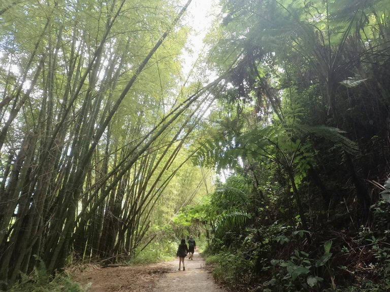 Two people are walking on a path in a green lush rainforest.