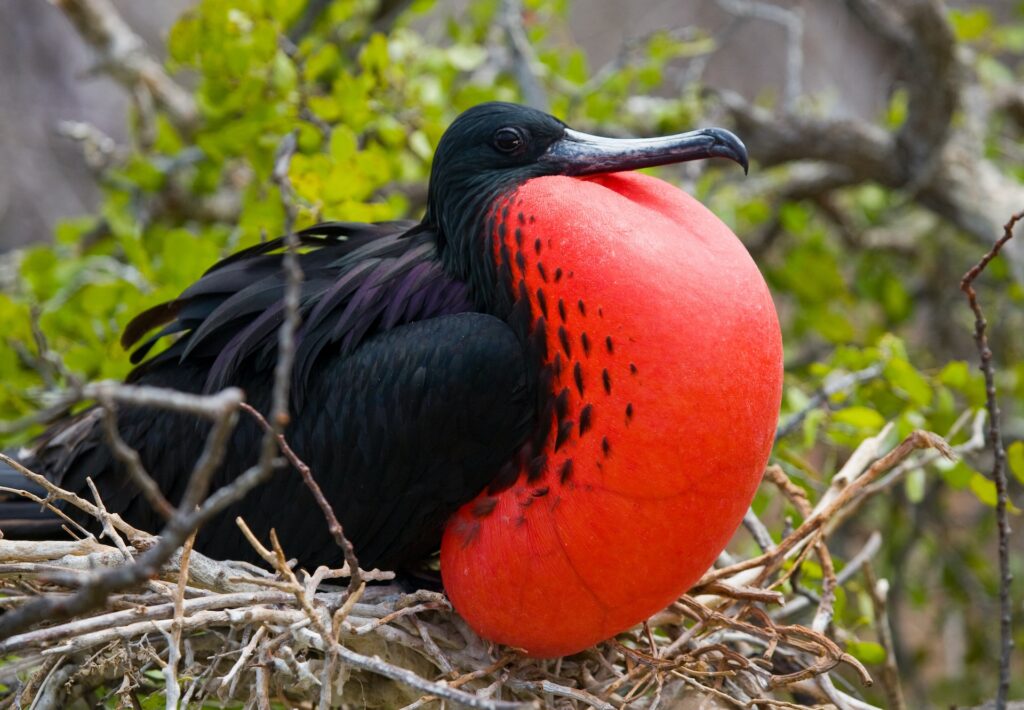 A black bird with a huge red pouch below its beck sitting on a nest.  