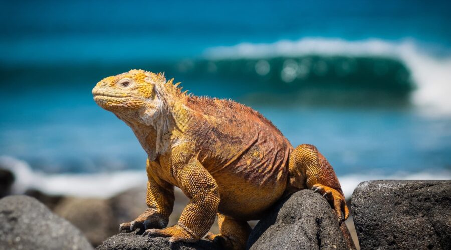 18 Galapagos Islands Animals You Can Actually See