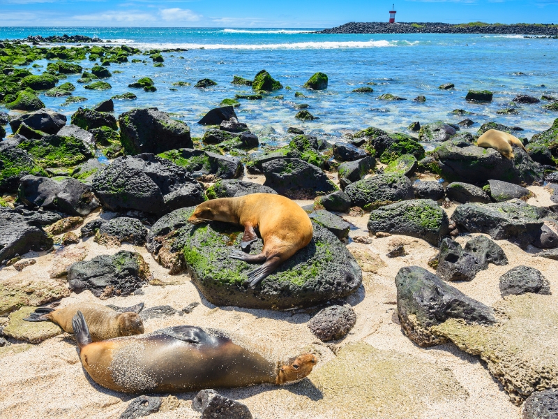 Fur seals are lying on a rocky sandy beach