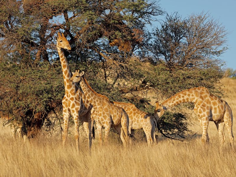 A few giraffes in front of trees.