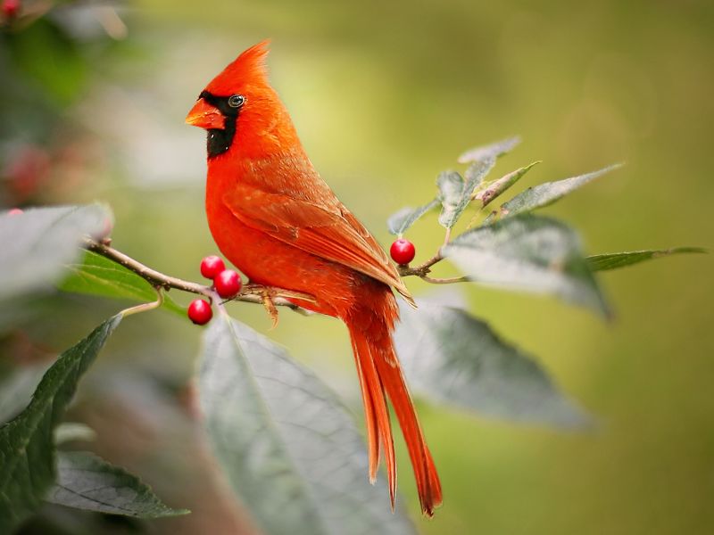 A red cardinal bird sitting on a branch with leaves