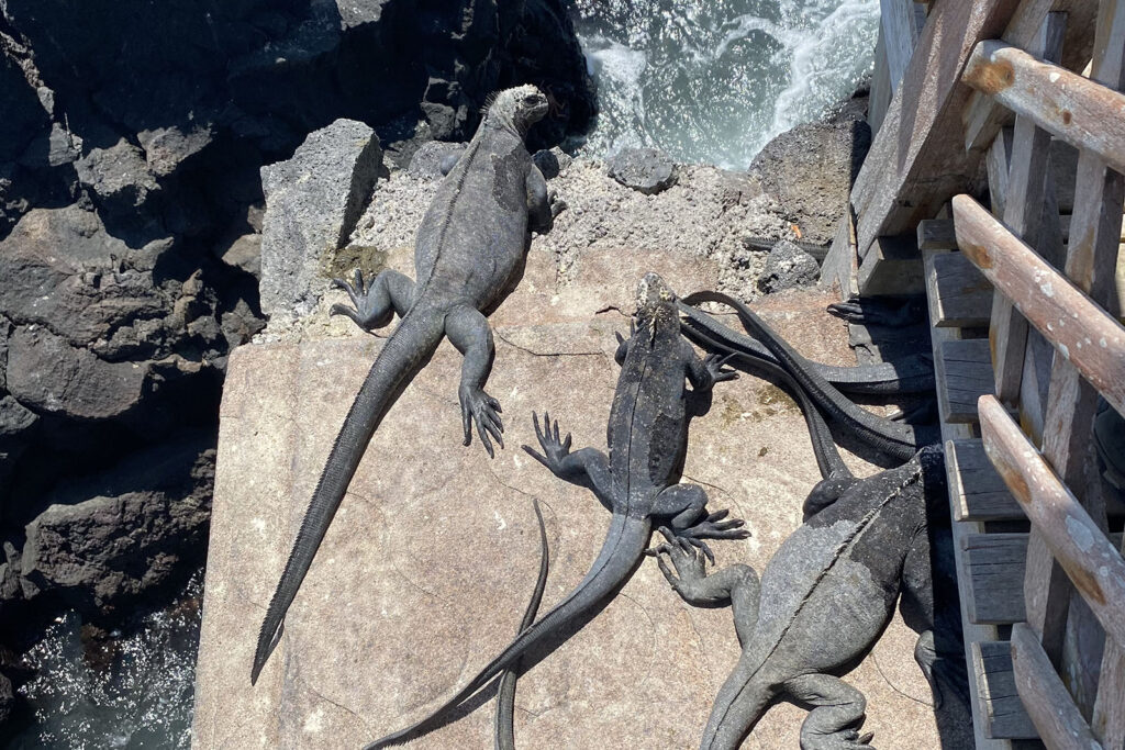 Grey marina iguanas are sunbathing on a rock near the ocean.