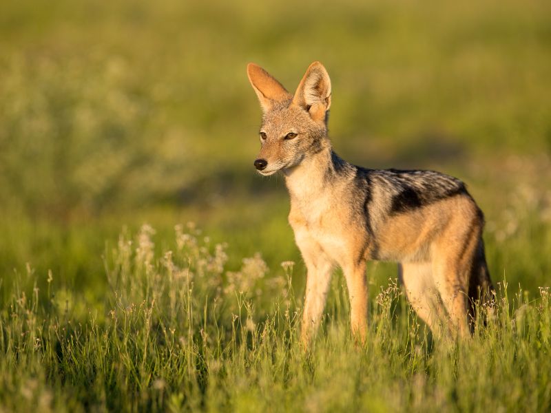 A jackal is standing in tall grass and looking afar.