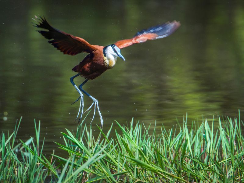 A jacana, a colorful bird is about the land near a lake.