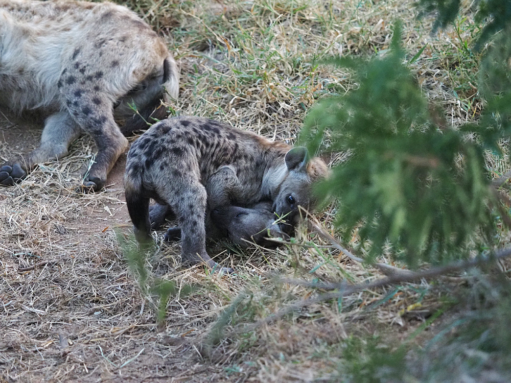 Two small hyena cubs are playing in the grass.