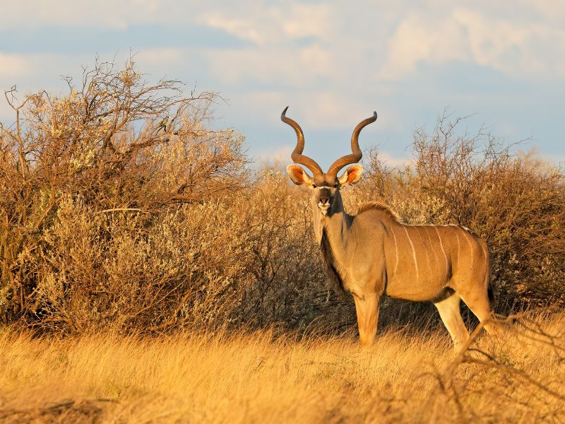 A male kudu is standing in dry grass.