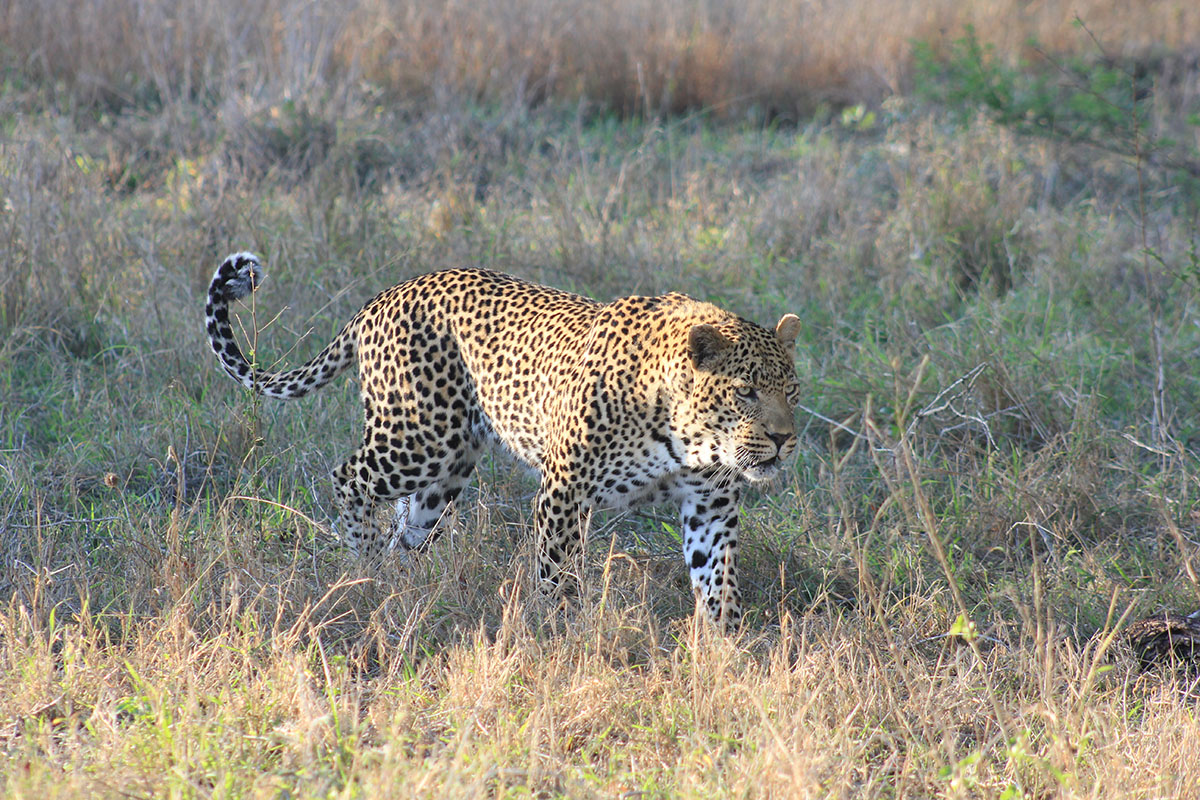 A leopard is walking in a grassy land. 