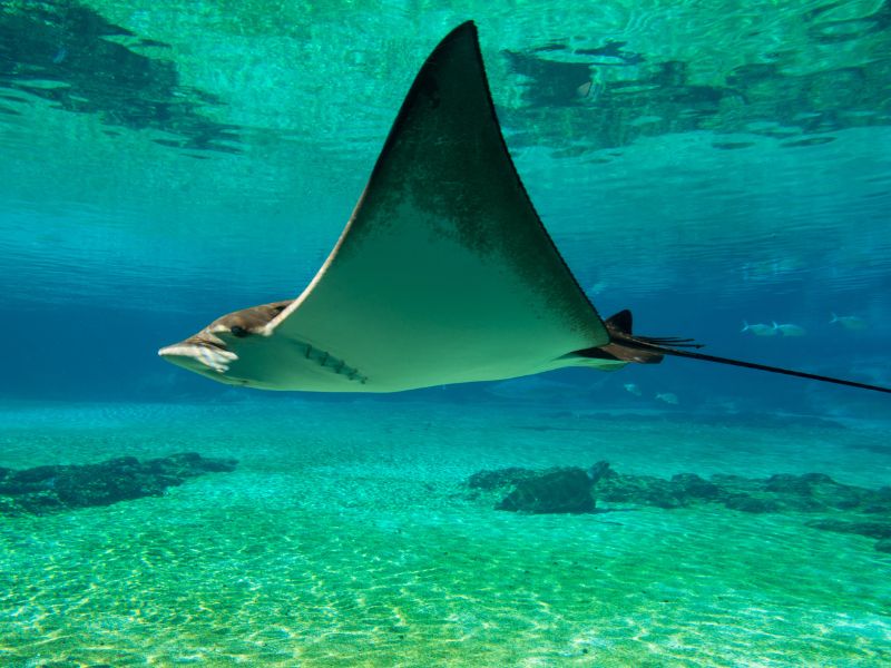 Manta ray in water