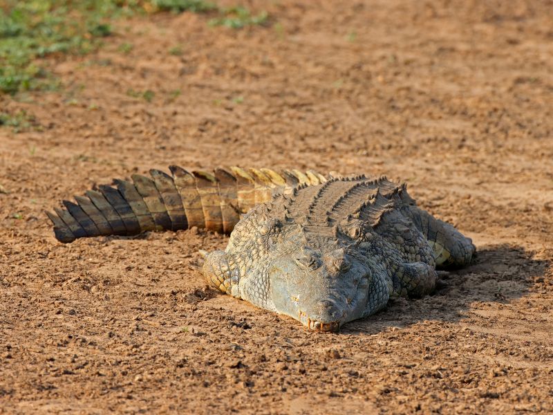 A crocodile is laying in the dirt.