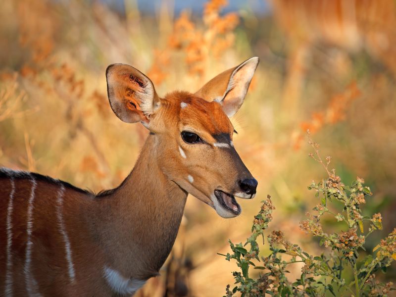 A nyala up close about to eat a leaf.