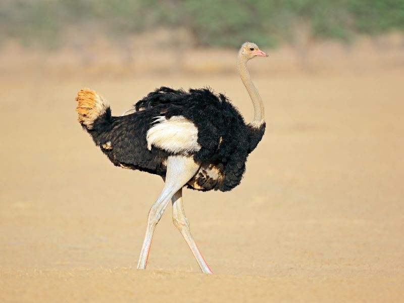 A ostrich is walking in the middle of a dry savanna.