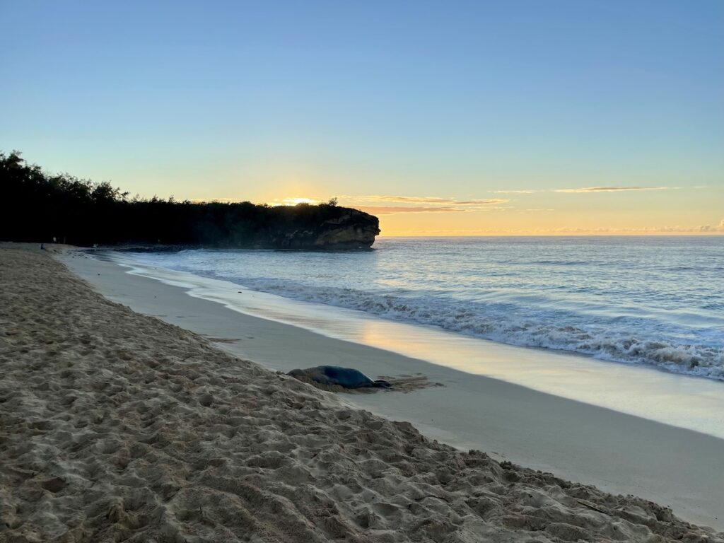 A beach at sundown with a seal in the middle laying on the sand. 