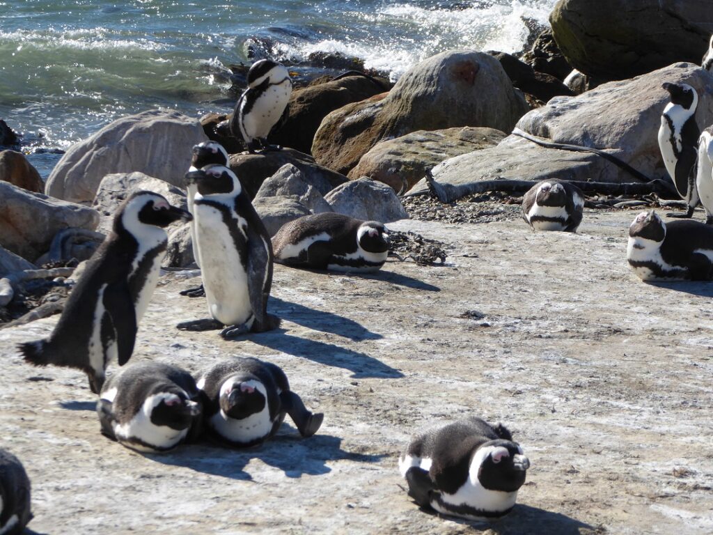 Several penguins are laying or standing on rocky cliffs.