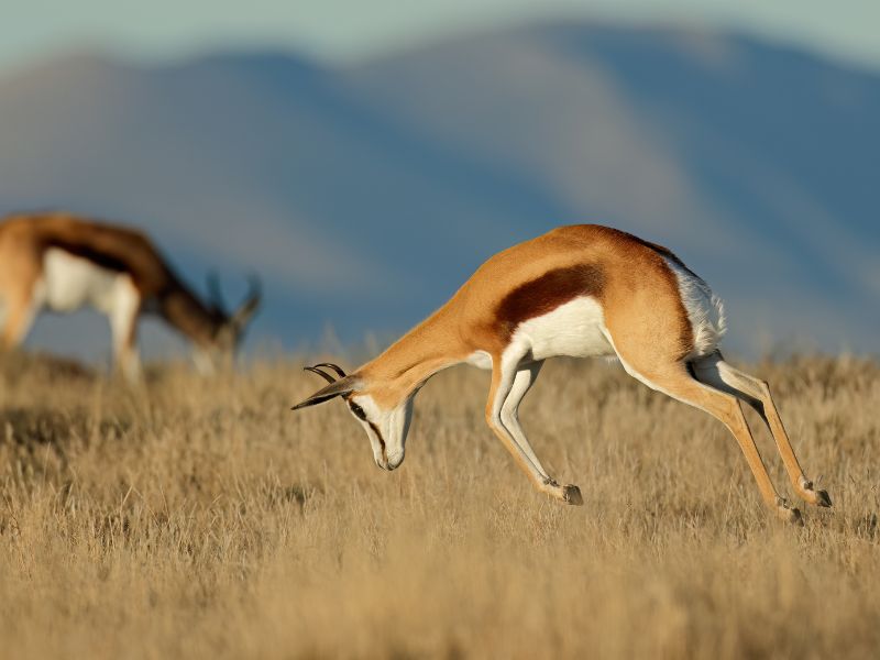 A springbok is jumping in the dry grass.