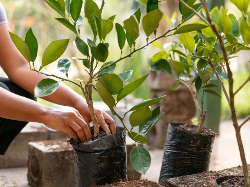 Hands are planting a small tree. More small trees are next to it. 