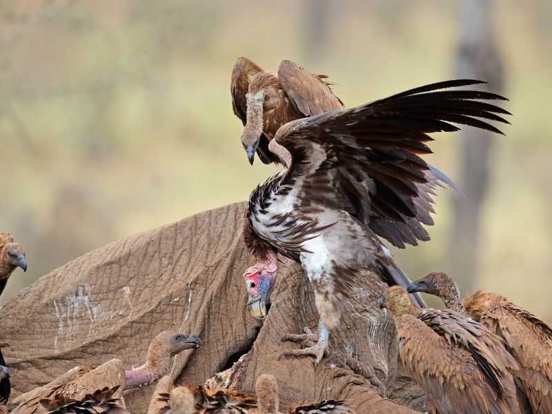 A few vultures are feasting on a dead elephant.