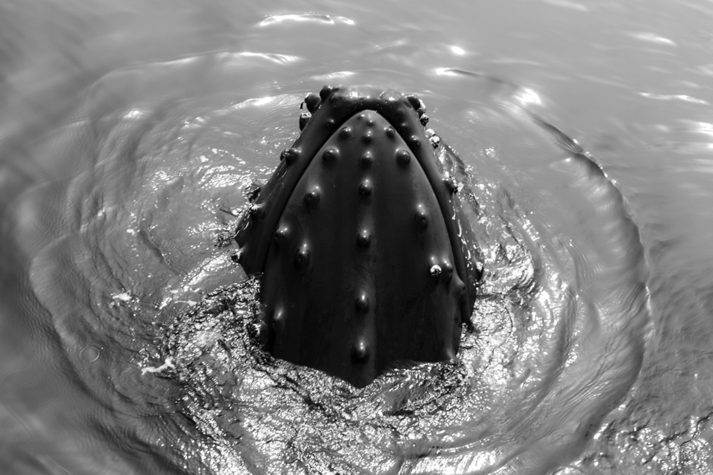 A head of a whale breaking through the water.