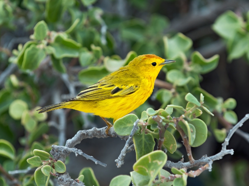 A small vibrant yellow bird is sitting on a branch with leaves. 