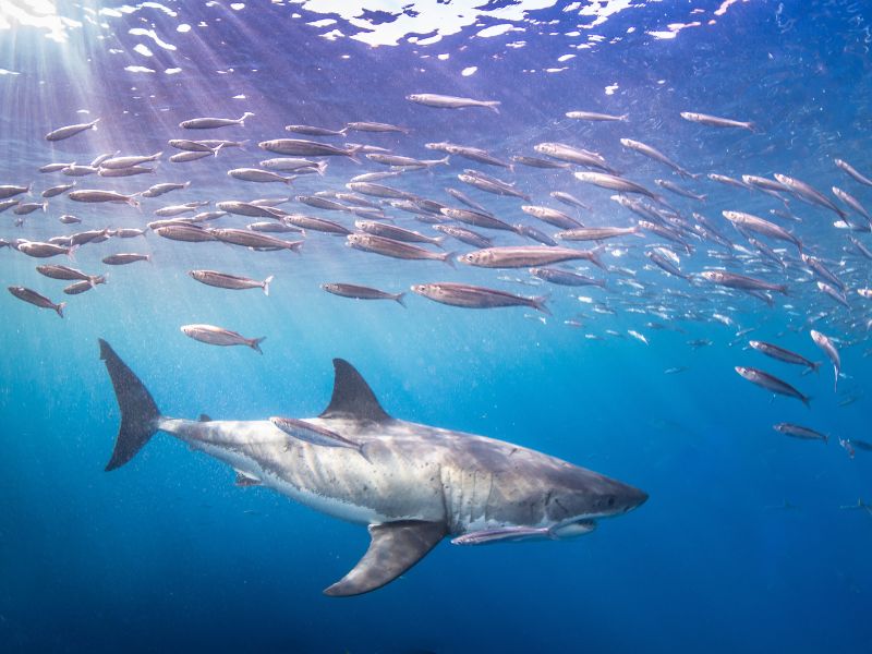 A white shark is swimming under water below small fishes