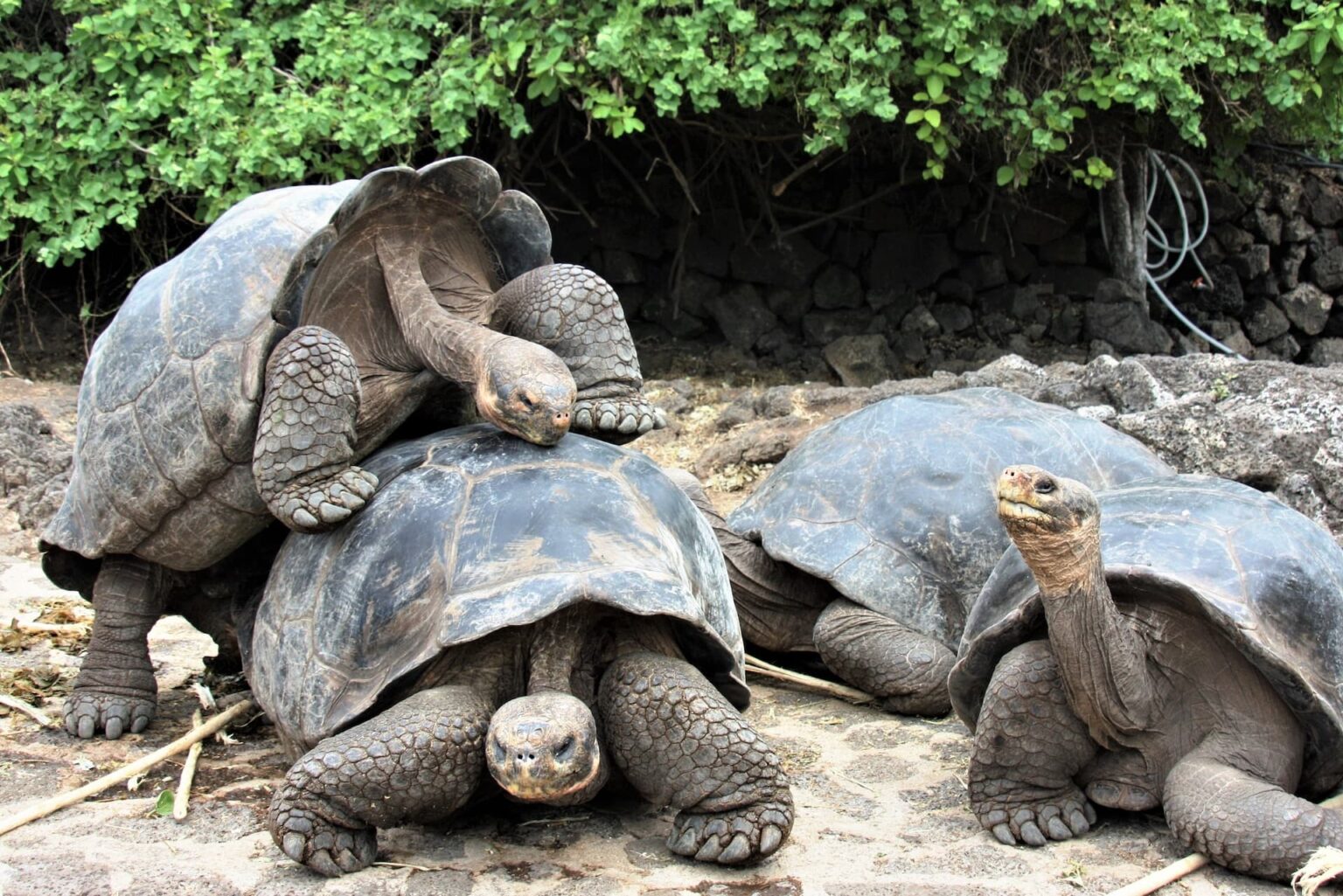 18 Galapagos Animals You Can Actually See Eco Lodges Anywhere 18-galapagos-animals-you-can-actually-see-eco-lodges-anywhere