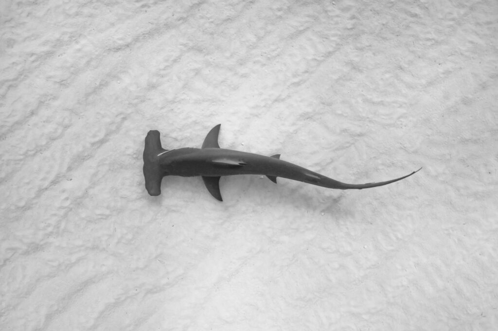 Hammerhead shark is swimming above light brown sand. 
