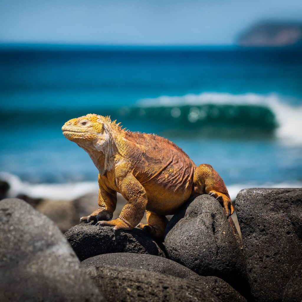 Orange yellow iguana on a black rock with the ocean behind it. 