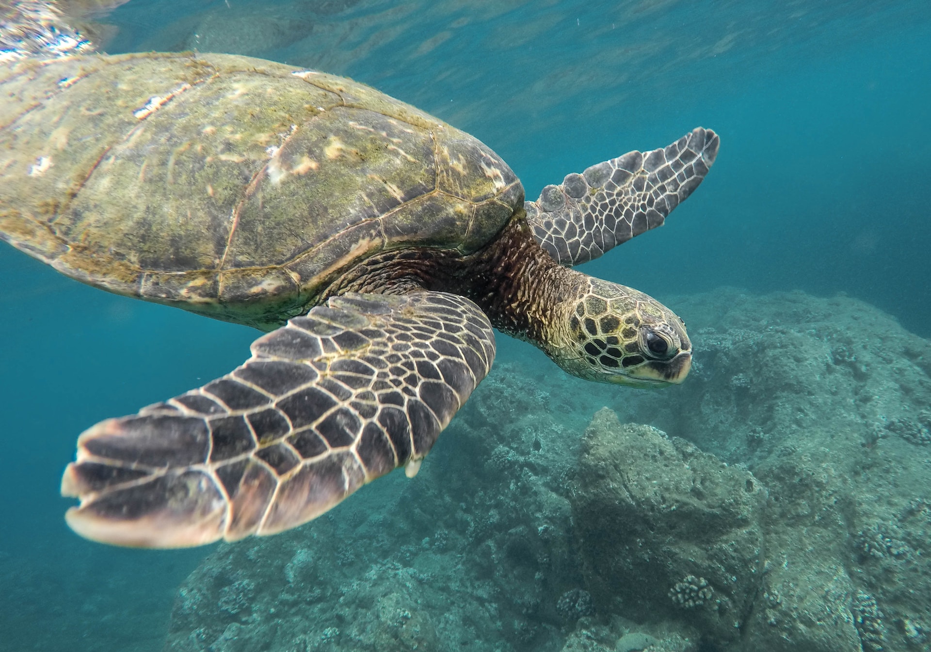 Turtle is swimming in the sea.