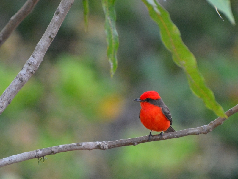 A small vibrant red bird is sitting on a branch. 