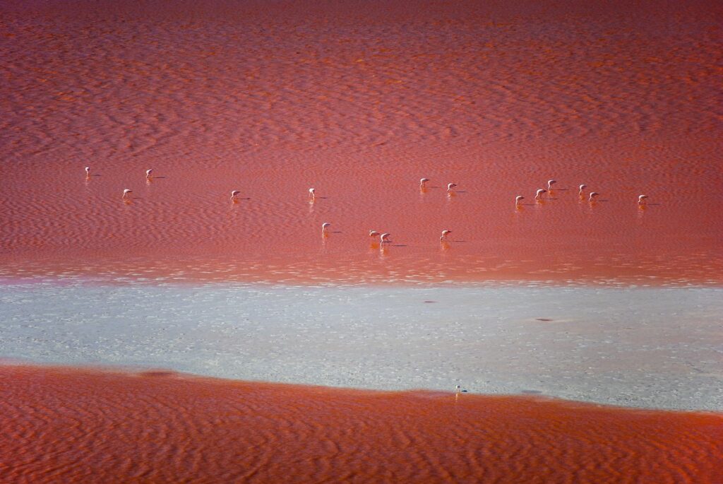 VIbrant pink lake with flamingos