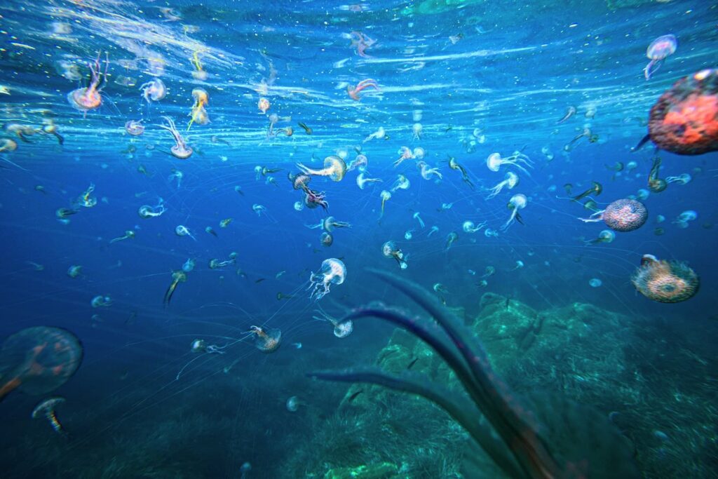 jellyfish galore under water