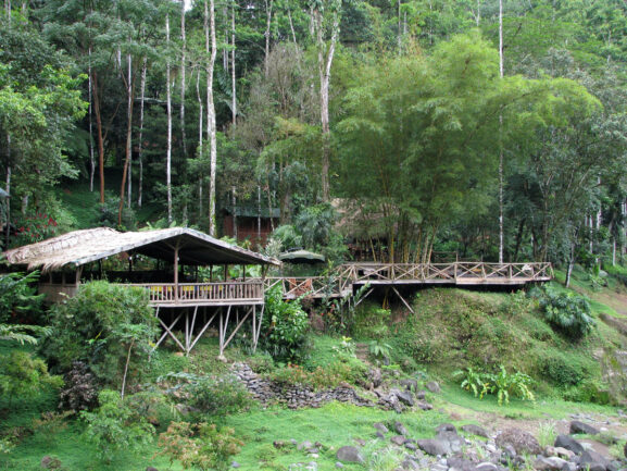 Wooden cabins on stils surrounded by rainforest.