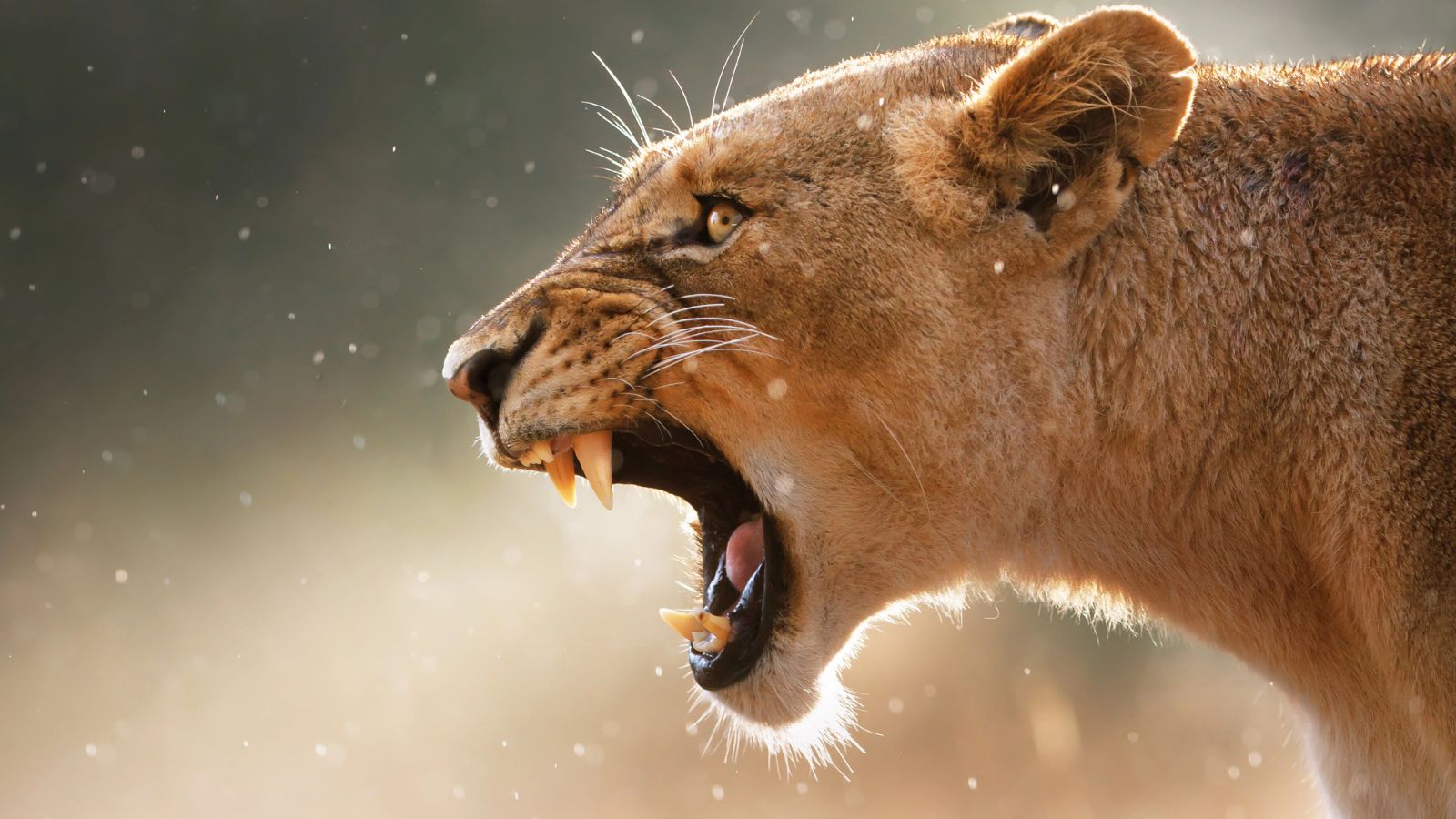 A lioness is roaring.