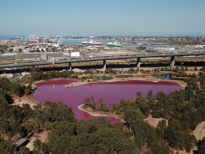 Dark pink lake surrounded by trees near a highway in the middle of a city. 