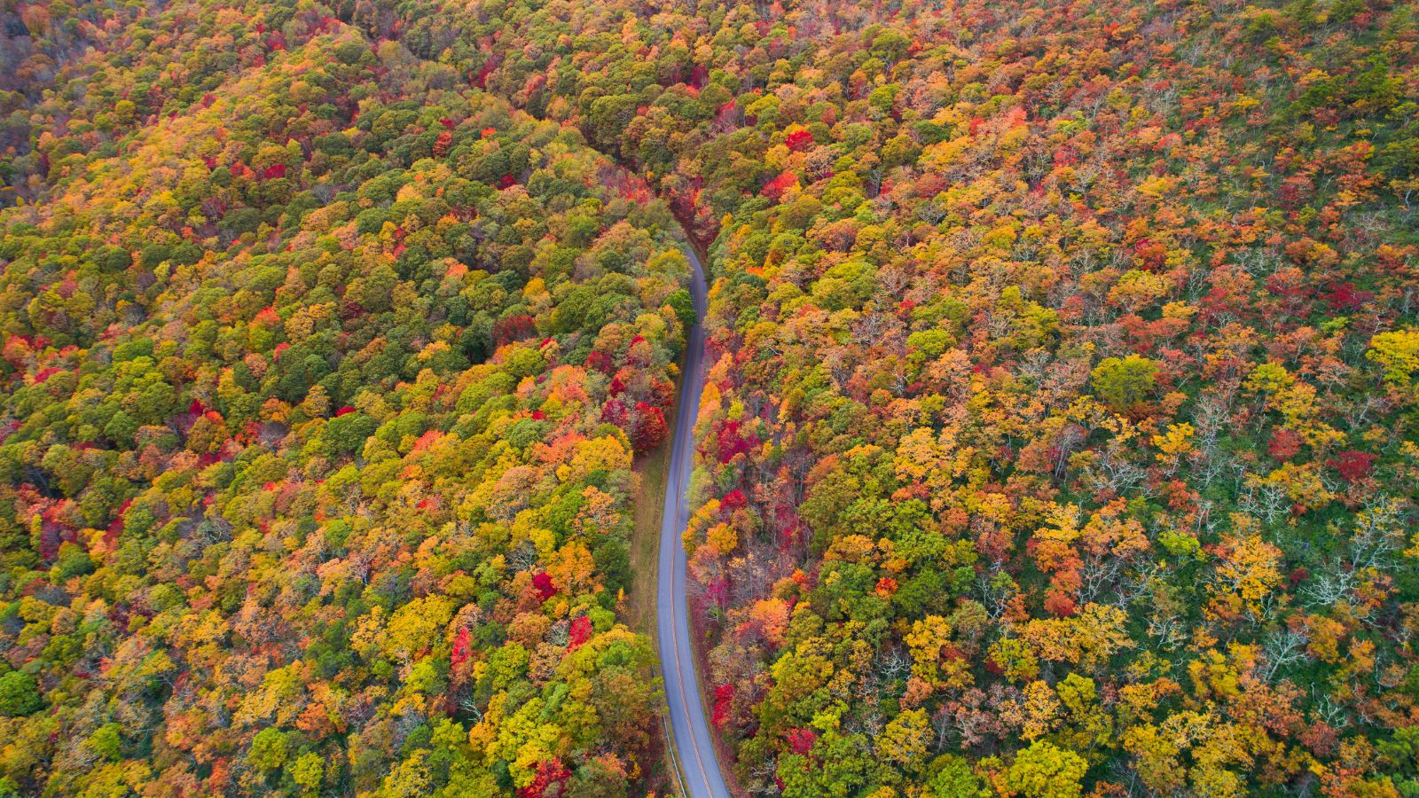 Gorgeous fall-colored forest and a road in the middle. 