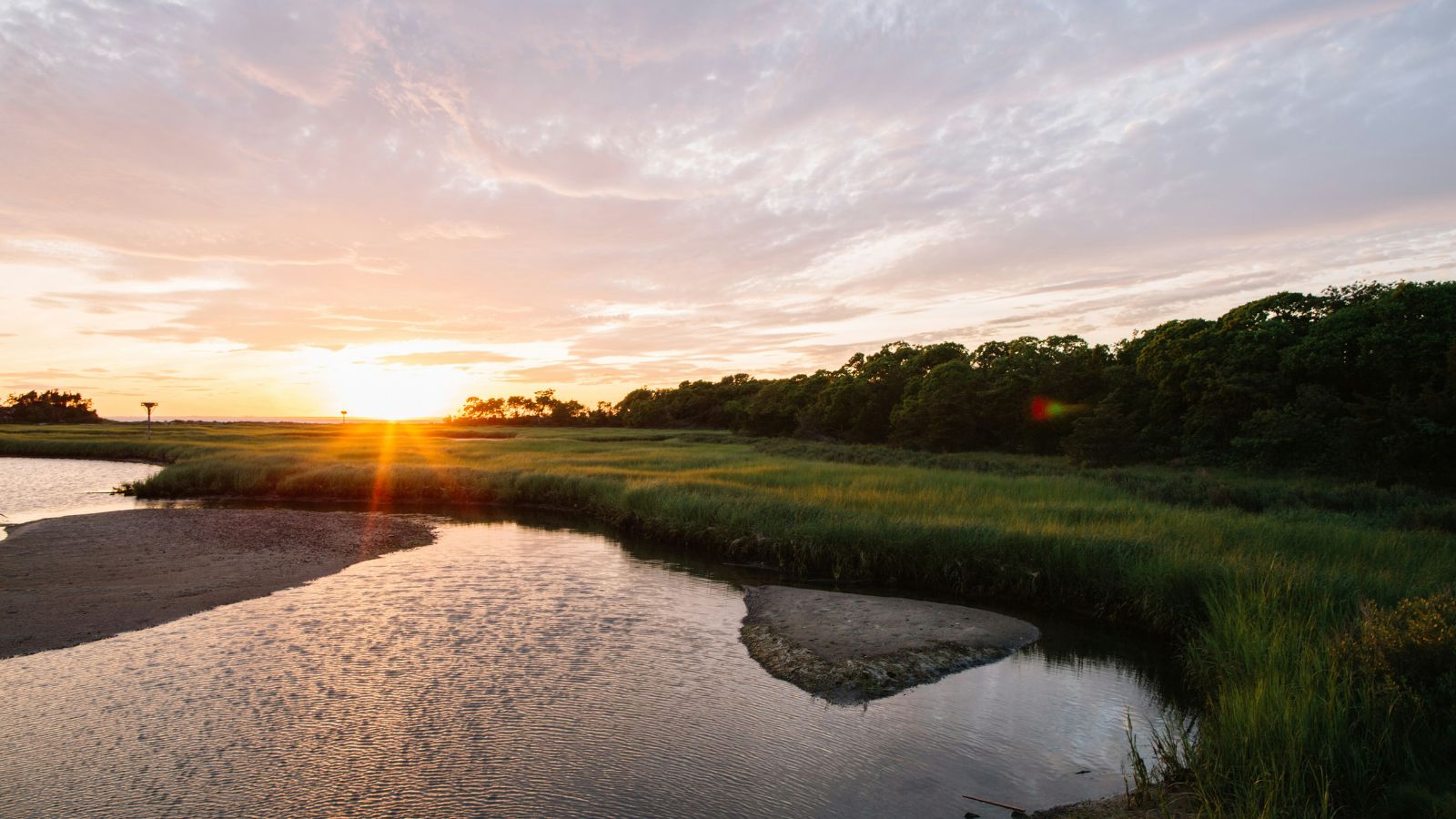 Wetlands with water and grass and forest veil. 