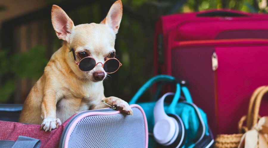Flying with Pets? Here’s What You Need to Do Before Takeoff