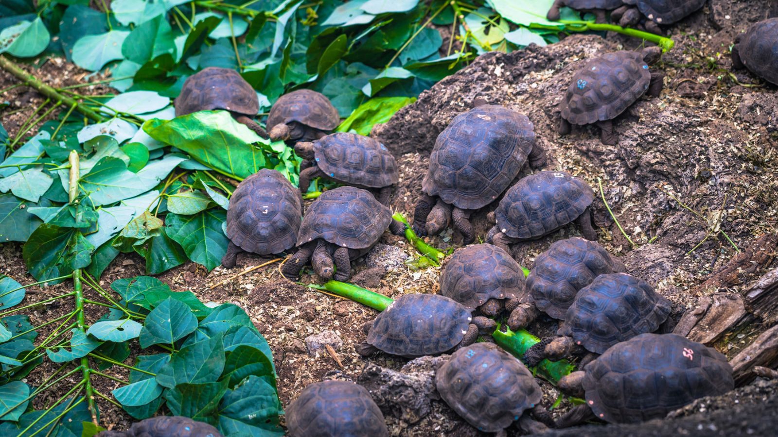 Small tortoises eating green leaves. 