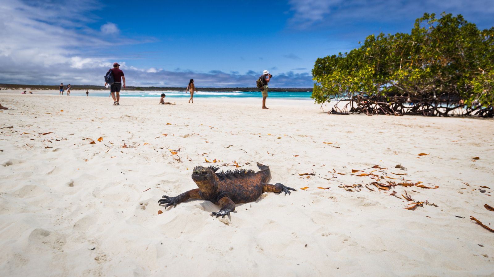An iguana is in the middle of a sandy beach with people walking around in the background. 