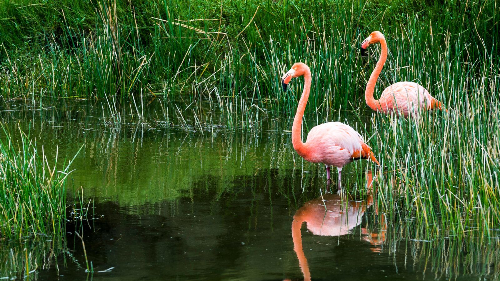 Two flamingos walking in a shallow lagoon.