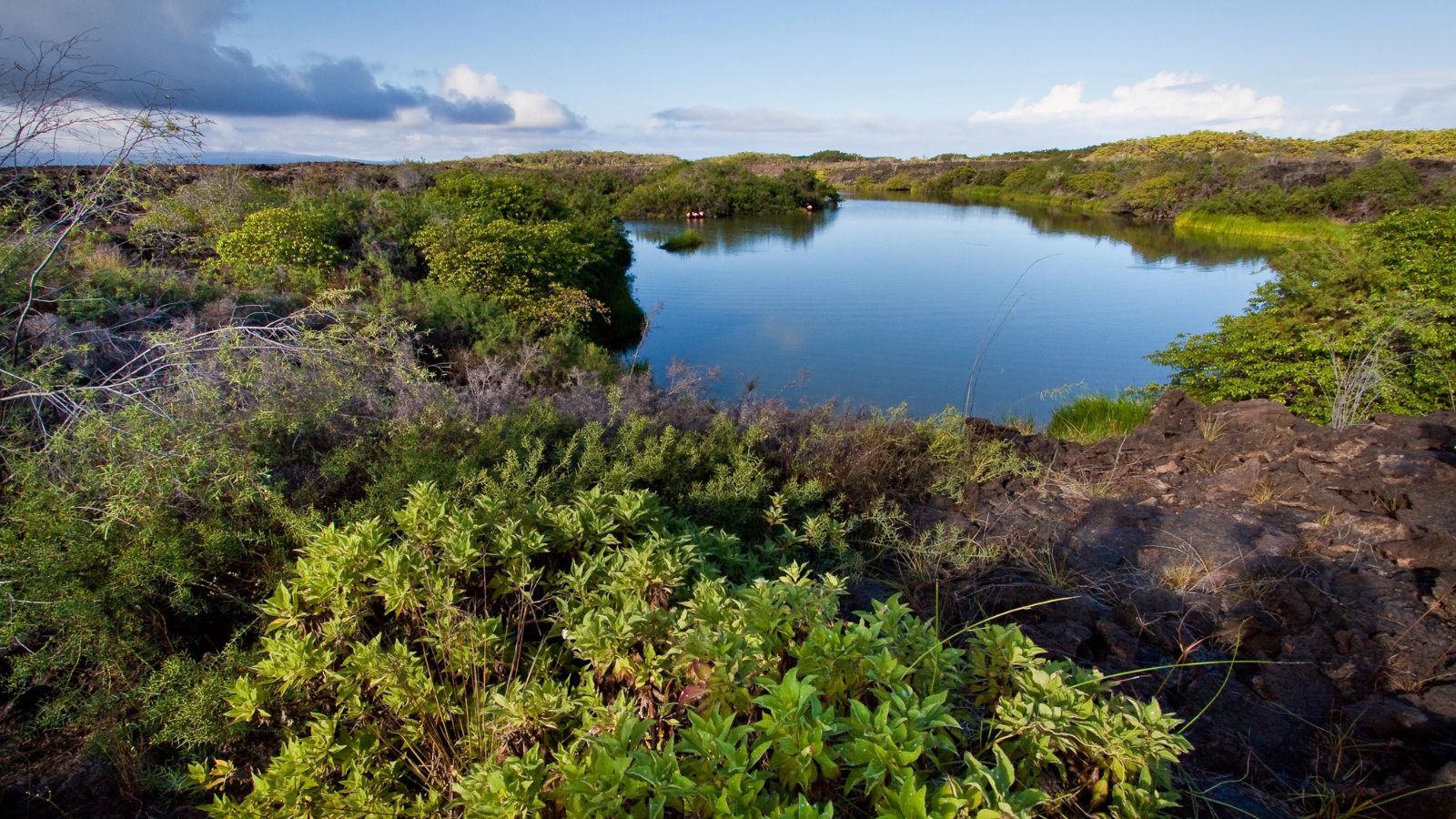 A lake surrounded by lush vegetation. 