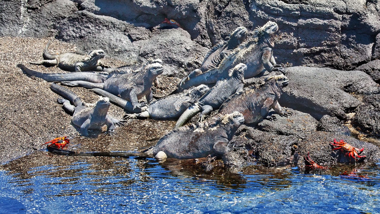 Iguanas and red crabs sunbathing in lava cliffs. 
