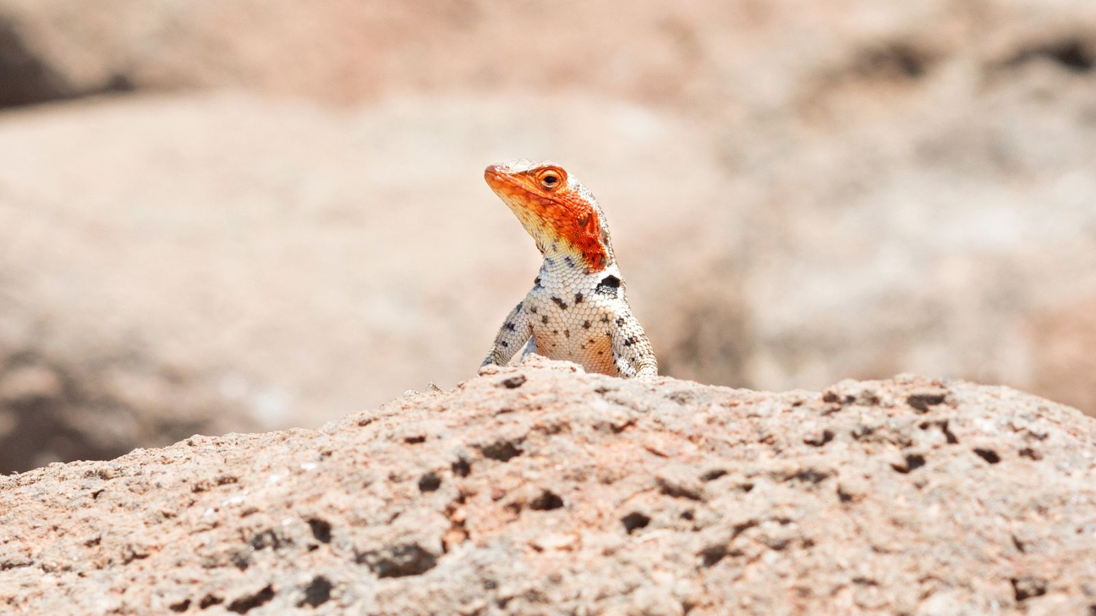 Lizard with red head and white body among rocks. 