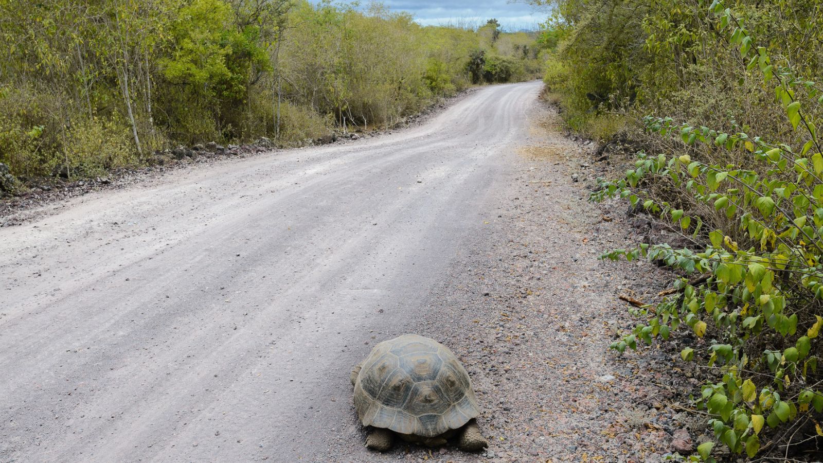 A tortoise is walking on the trail. 